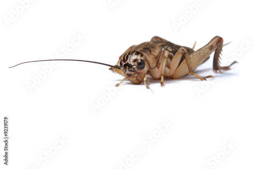 Brown cricket isolated on white © PetrP