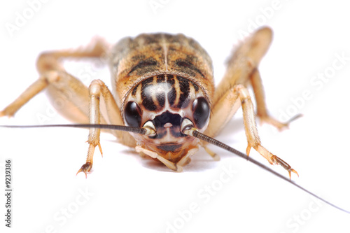 Detail of brown cricket isolated on white