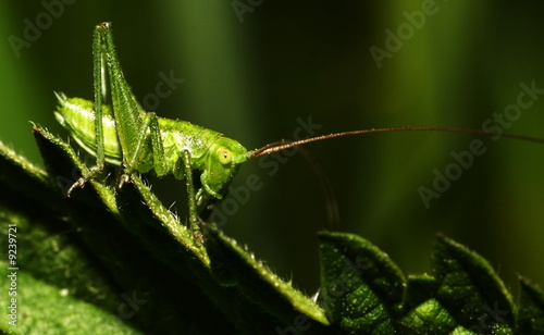 grasshoper photo