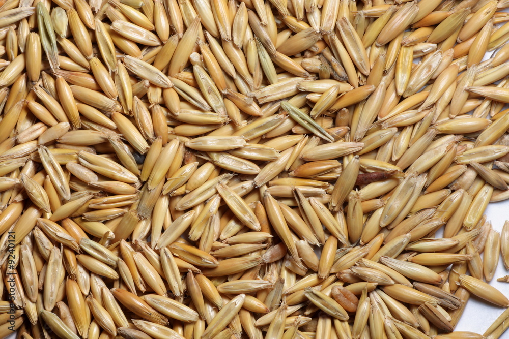Oat seeds close-up background texture Oat seeds close-up background texture
