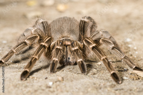 Restrained Pink Zebra Tarantula (Aphonopelma seemanni) photo