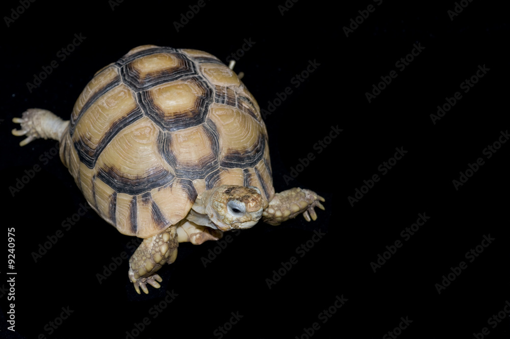 Obraz premium Egyptian tortise