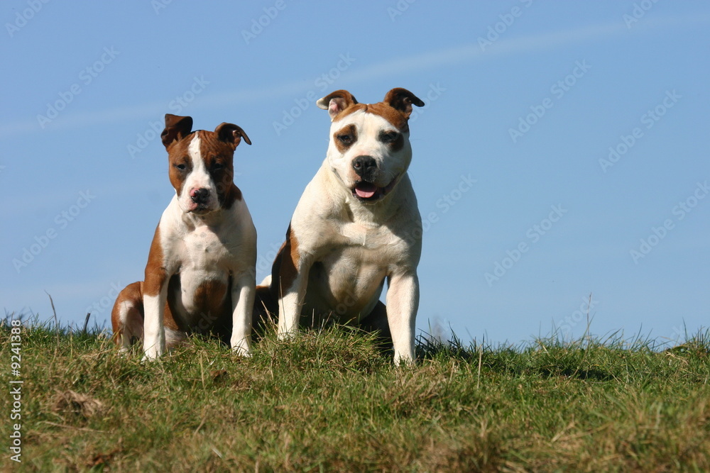 deux american staffordshire terrier assis