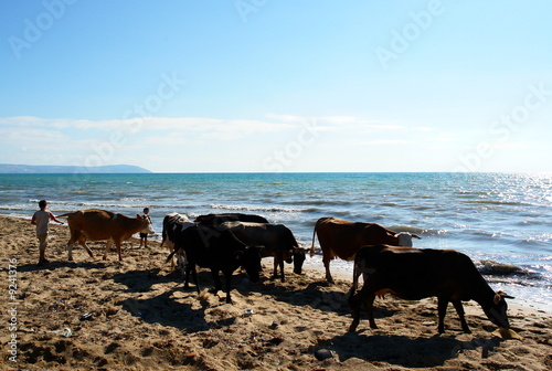 troupeau de vaches, mer noire, turquie