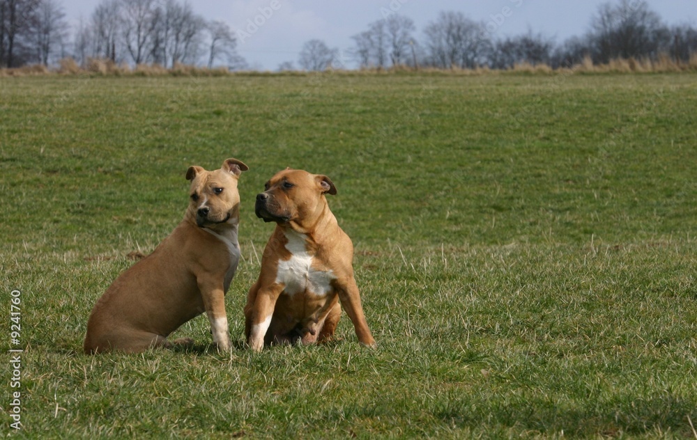 couple d'american staffordshire terrier dans un champ