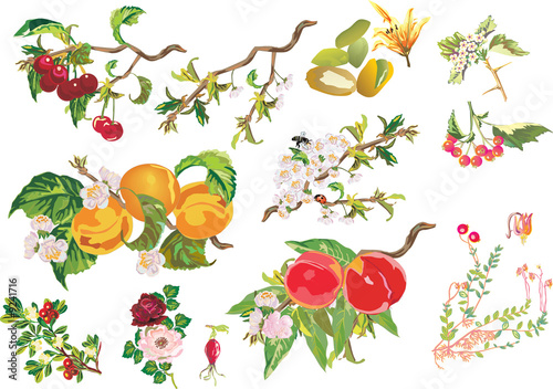 different berries and flowers