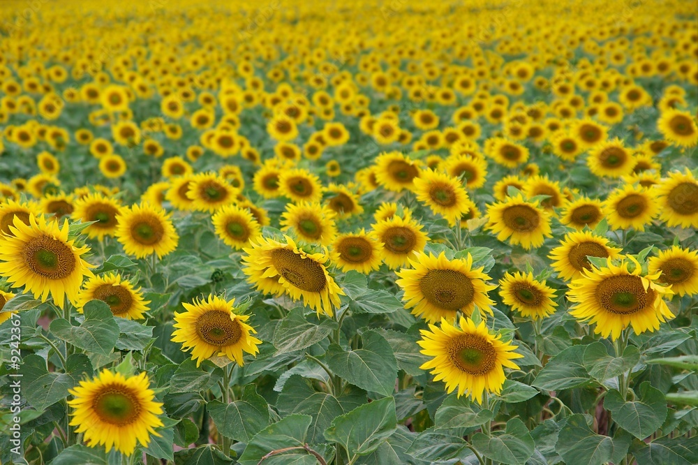 Endless fields of sunflowers