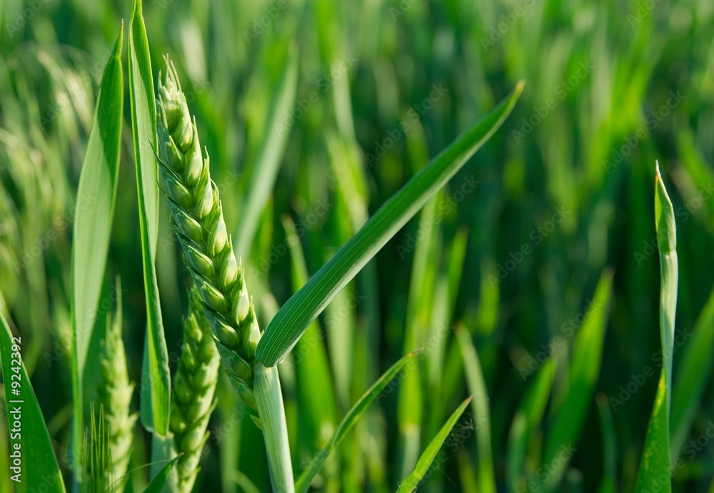 Green wheat plant on a field - obrazy, fototapety, plakaty 