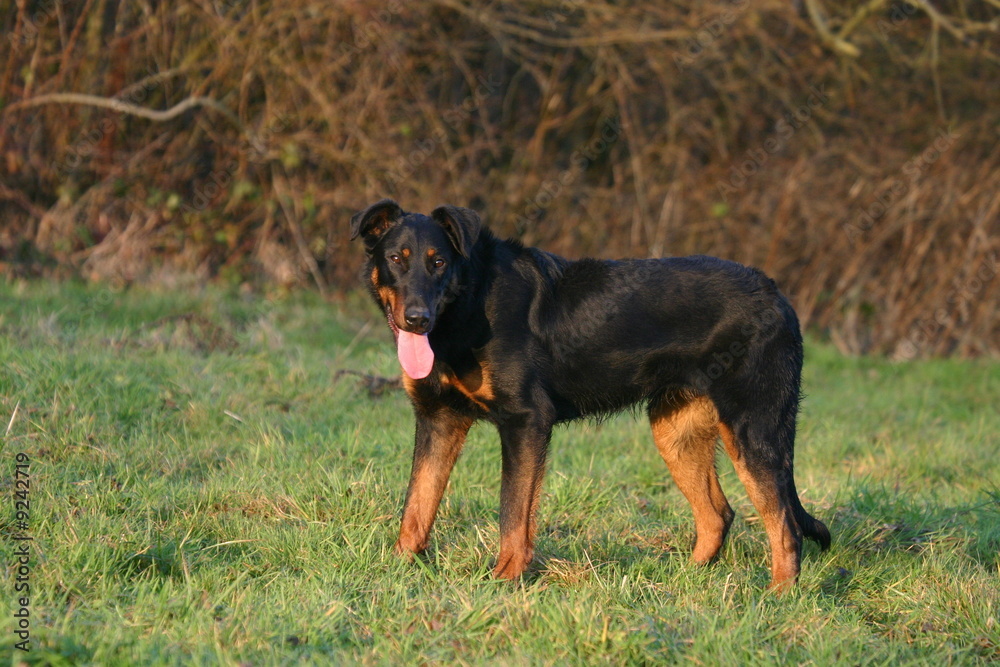 le beauceron surpris par quelque chose