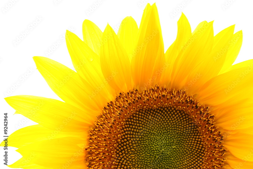 Naklejka premium Beautiful single sunflower isolated over white