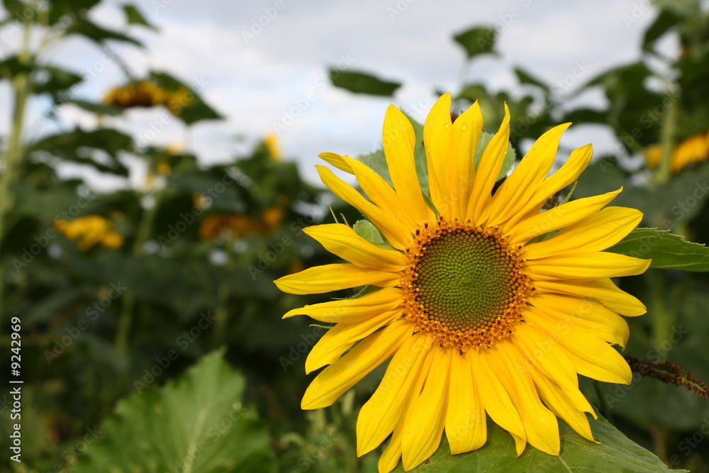 Obraz premium Single small sunflower on cultivated sunflowers field