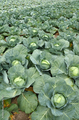Cultivated cabbage field
