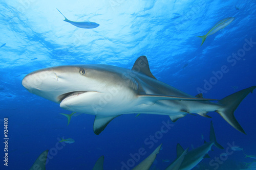 Shark on blue water background