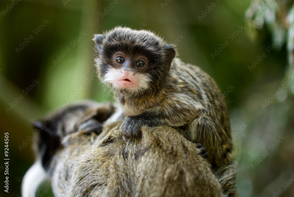 Naklejka premium cute baby emperor tamarin (Saguinus imperator)