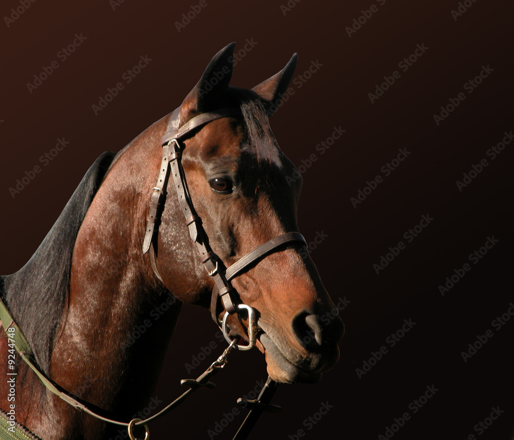 Fototapeta premium Horse