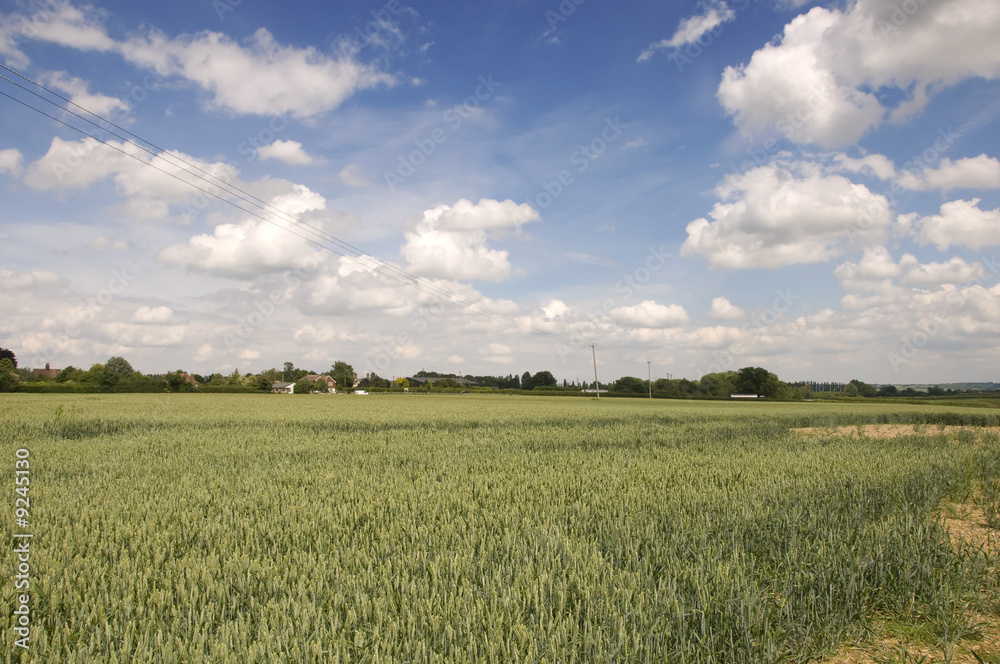 Wheat fields in summer with a cloudy sky