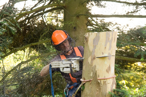 Man sawing tree trunk