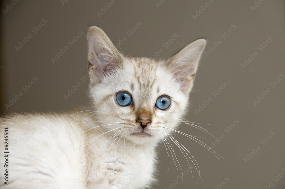 A young bengal kitten with a brown background