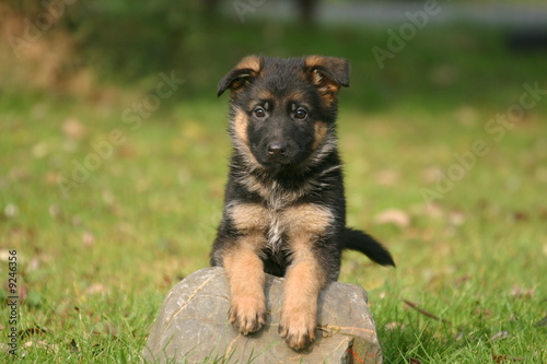 Obraz na płótnie chiot berger allemand sur une pierre w salonie