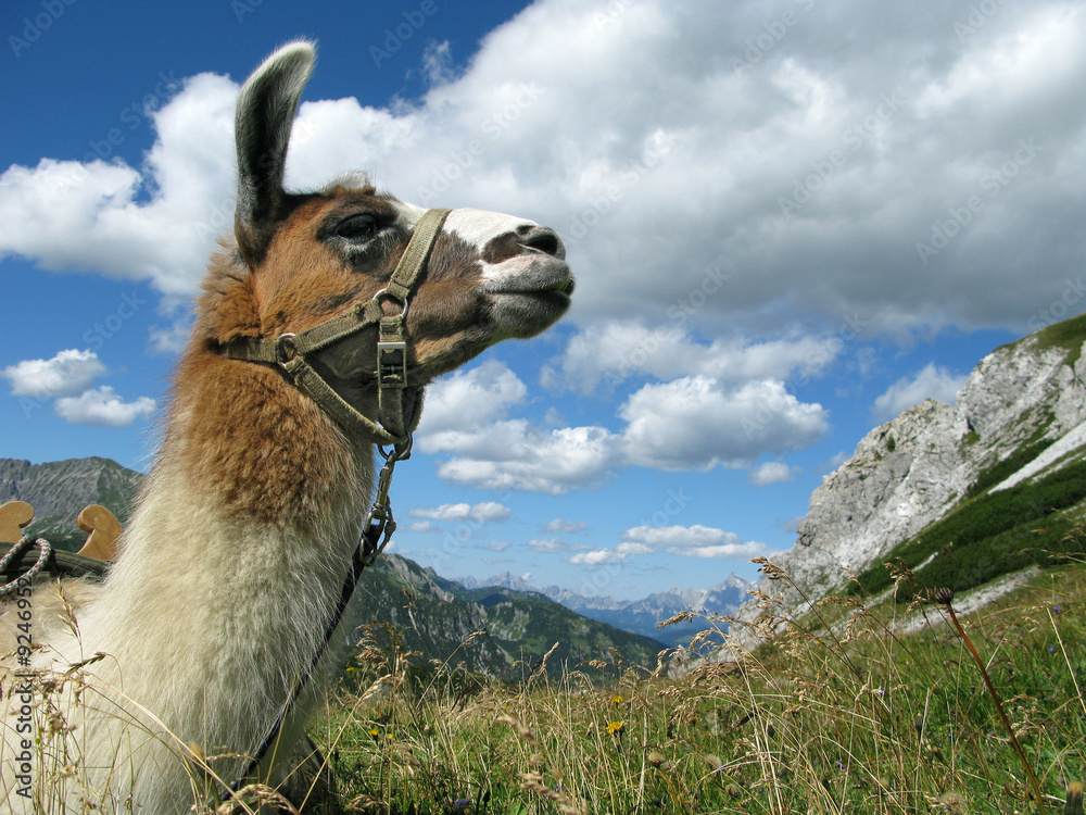 Obraz premium Lama in den Bergen