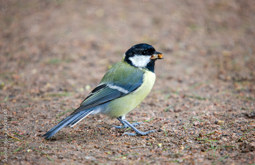 Naklejka premium Portrait of a hungry titmouse with meal in a beak