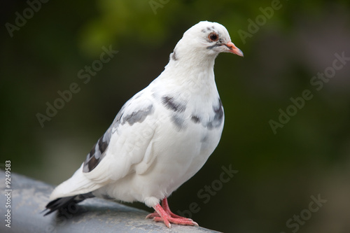 Portrait of a white pigeon in the high resolution