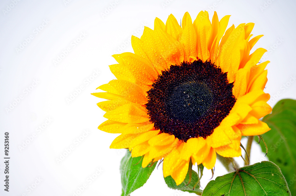Obraz premium sonnenblume