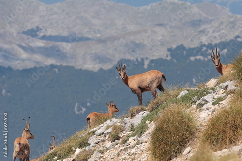 Camosci sulle Mainarde