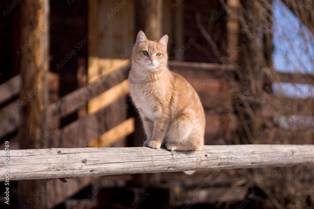 Obraz premium Tabby cat sitting on a porch of a country house.