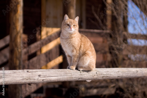 Tabby cat sitting on a porch of a country house.