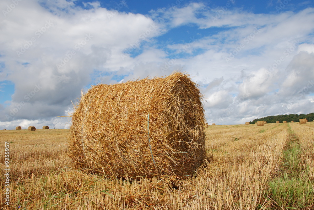 Agricultural landscape of straw bales in a field