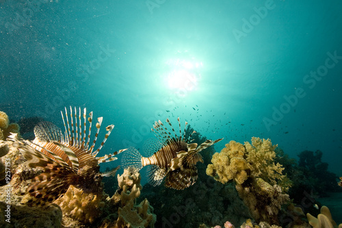 common lionfish (pterois miles)