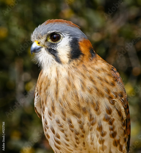 American Kestral photo