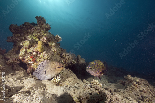 moray and coralgrouper