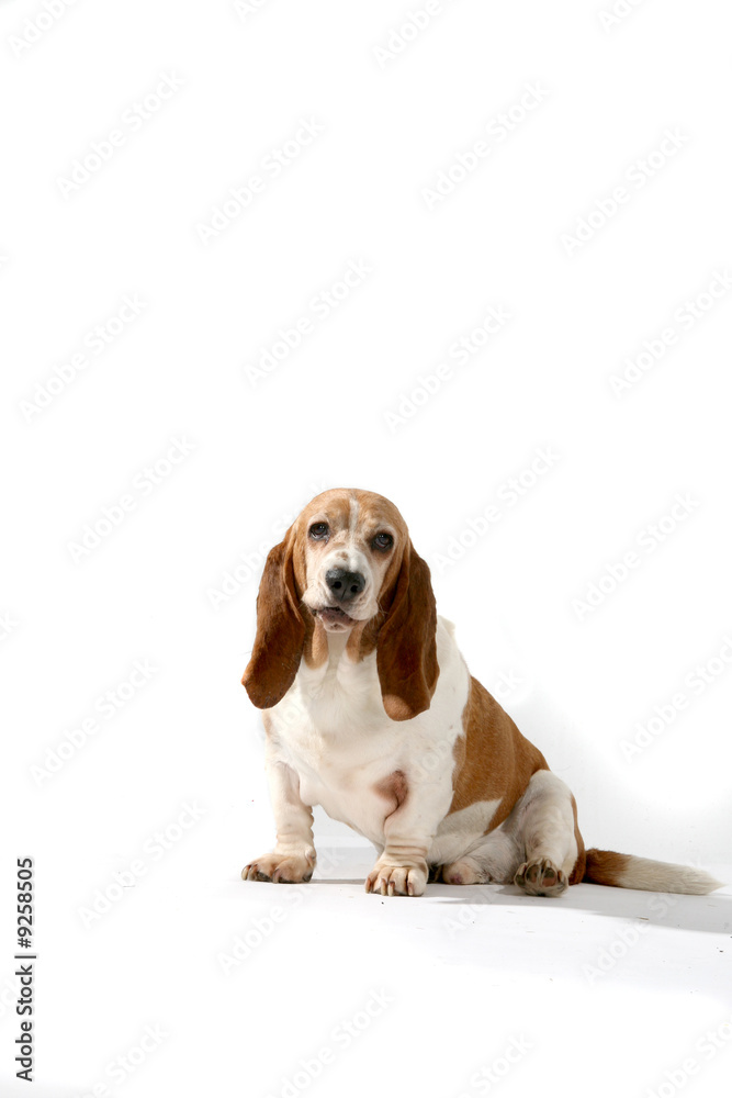 brown and white basset hound