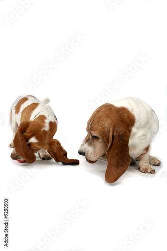 Φωτογραφία two basset hound dogs looking at or sniffing at something