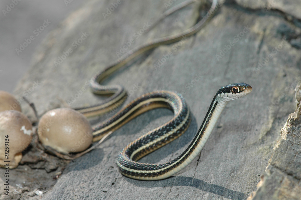 A western ribbon snake on the crawl around some fungus. A western ribbon snake on the crawl around some fungus.
