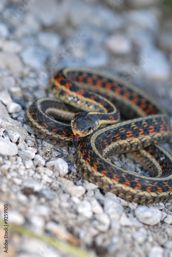 A colorful garter snake found in parts of western Missouri.
