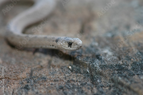 A macro image of a wild midland brown snake