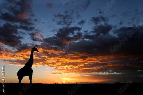 Giraffe silhouetted against a sunset with clouds, South Africa