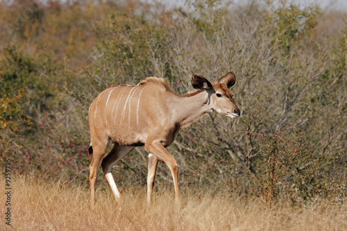 Kudu antelope  Kruger National Park  South Africa