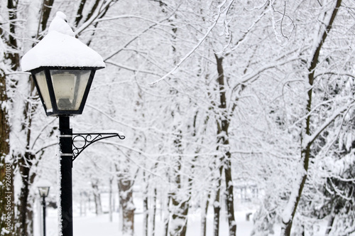 Winter park covered with fresh white snow photo