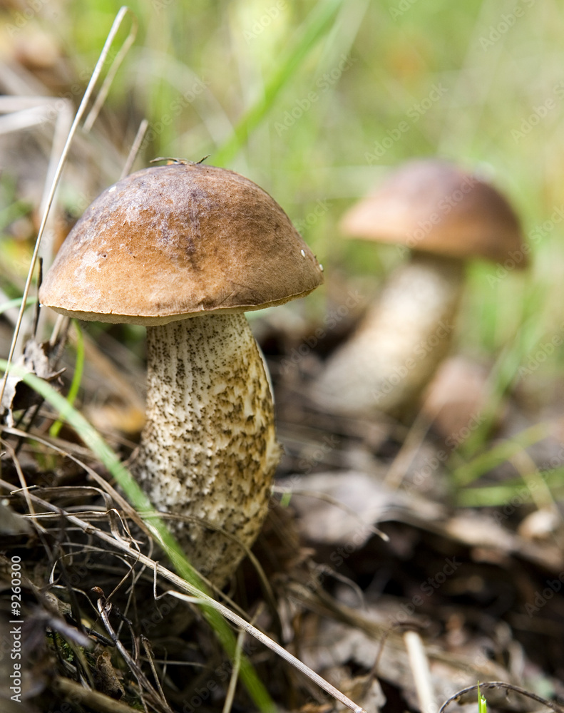 Fototapeta premium edible wild mushrooms in the grass (Boletus scaber)