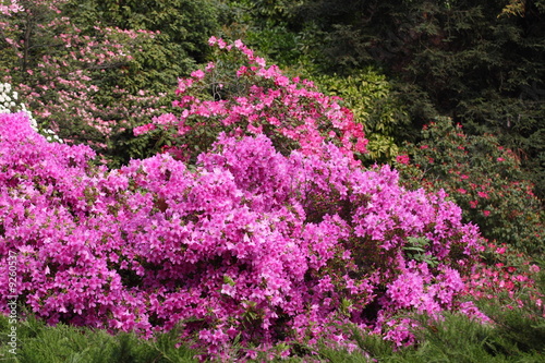 Fototapeta Naklejka Na Ścianę i Meble -  Azalea Rhododendron flowers in the garden