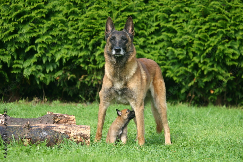 berger belge malinois mère protégeant son chiot berger belge malinois mère protégeant son chiot
