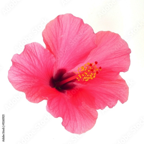 Hibiskus