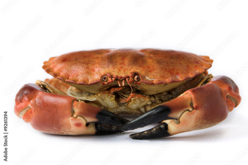 Brown crab - isolated on white with shallow dof Brown crab - isolated on white with shallow dof