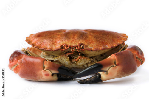 Brown crab - isolated on white with shallow dof