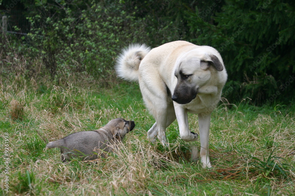Obraz premium berger d'anatolie mère éduquant son petit