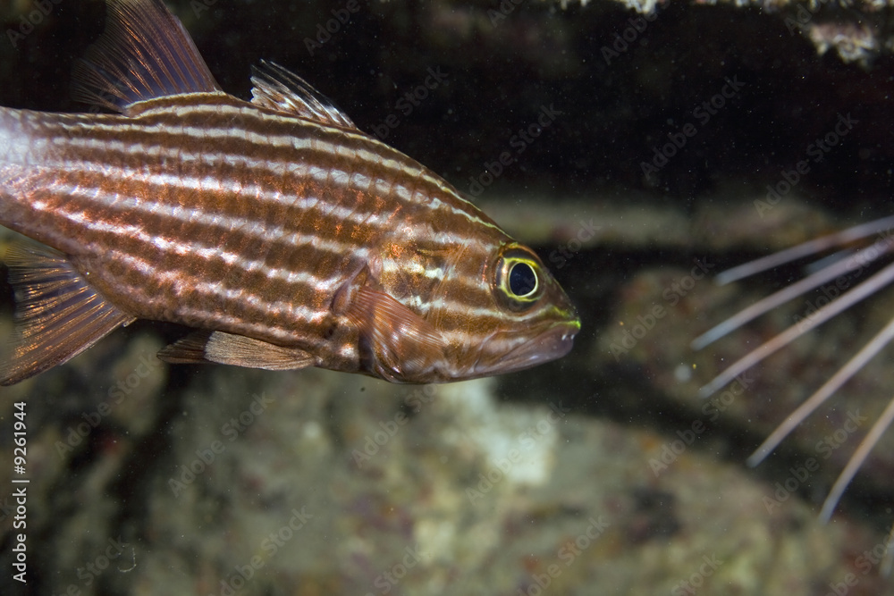 Obraz premium tiger cardinalfish (cheilodipterus macrodon)